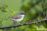 Lesser Whitethroat (Sylvia curruca)