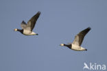 Brandgans (Branta leucopsis)