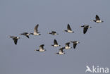 Brandgans (Branta leucopsis)