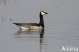 Brandgans (Branta leucopsis)