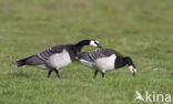 Brandgans (Branta leucopsis)