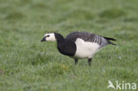 Brandgans (Branta leucopsis)