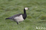 Brandgans (Branta leucopsis)