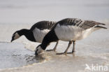 Brandgans (Branta leucopsis)