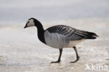 Brandgans (Branta leucopsis)