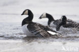 Brandgans (Branta leucopsis)