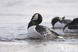 Brandgans (Branta leucopsis)