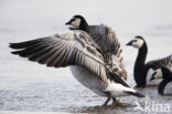 Brandgans (Branta leucopsis)