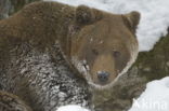 Brown Bear (Ursus arctos)