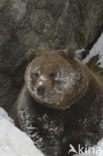 Brown Bear (Ursus arctos)