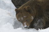 Bruine beer (Ursus arctos)