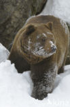 Bruine beer (Ursus arctos)