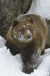 Brown Bear (Ursus arctos)