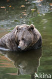 Bruine beer (Ursus arctos)