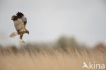 Bruine Kiekendief (Circus aeruginosus)