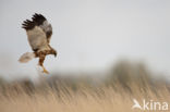 Bruine Kiekendief (Circus aeruginosus)