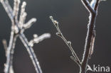 Bruine winterjuffer (Sympecma fusca)