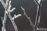 Brown Emerald Damselfly (Sympecma fusca)