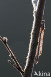 Brown Emerald Damselfly (Sympecma fusca)