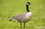 Canada Goose (Branta canadensis)