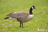 Canadese Gans (Branta canadensis)