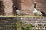 Canada Goose (Branta canadensis)