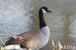 Canada Goose (Branta canadensis)