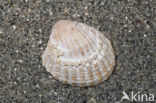 Cardites squamulosa scaldensis