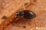 Corticarina minuta