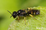 Crossocerus vagabundus