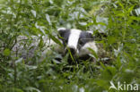 Badger (Meles meles)