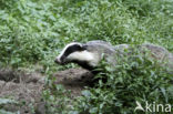 Badger (Meles meles)