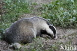 Badger (Meles meles)