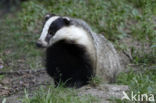 Badger (Meles meles)