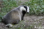 Badger (Meles meles)