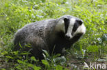 Badger (Meles meles)