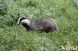 Badger (Meles meles)