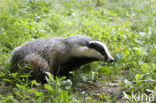 Badger (Meles meles)