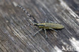 Distelbok (Agapanthia villosoviridescens)