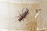 furniture beetle (Anobium punctatum)
