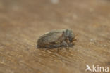 furniture beetle (Anobium punctatum)