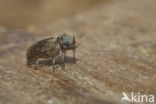 furniture beetle (Anobium punctatum)