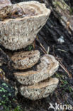 Doolhofzwam (Daedalea quercina)