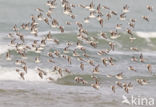 Drieteenstrandloper (Calidris alba)