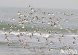 Drieteenstrandloper (Calidris alba)