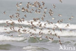 Sanderling (Calidris alba)