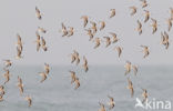 Drieteenstrandloper (Calidris alba)