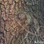 Eurasian Pygmy-Owl (Glaucidium passerinum)