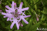 Echte koekoeksbloem (Lychnis flos-cuculi)