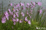 Echte koekoeksbloem (Lychnis flos-cuculi)